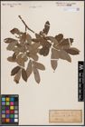 Foto von Salix cinerea L.
